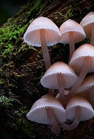 watch-Fungi: The Web of Life (2023)