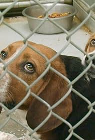watch-One Nation Under Dog (2012)