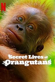 Secret Lives of Orangutans (2024) watch-Secret Lives of Orangutans (2024)