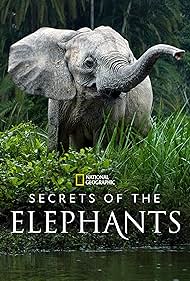 watch-Secrets of the Elephants (2023)