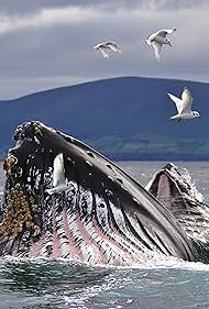 watch-Wild Ireland: The Edge of the World (2017)